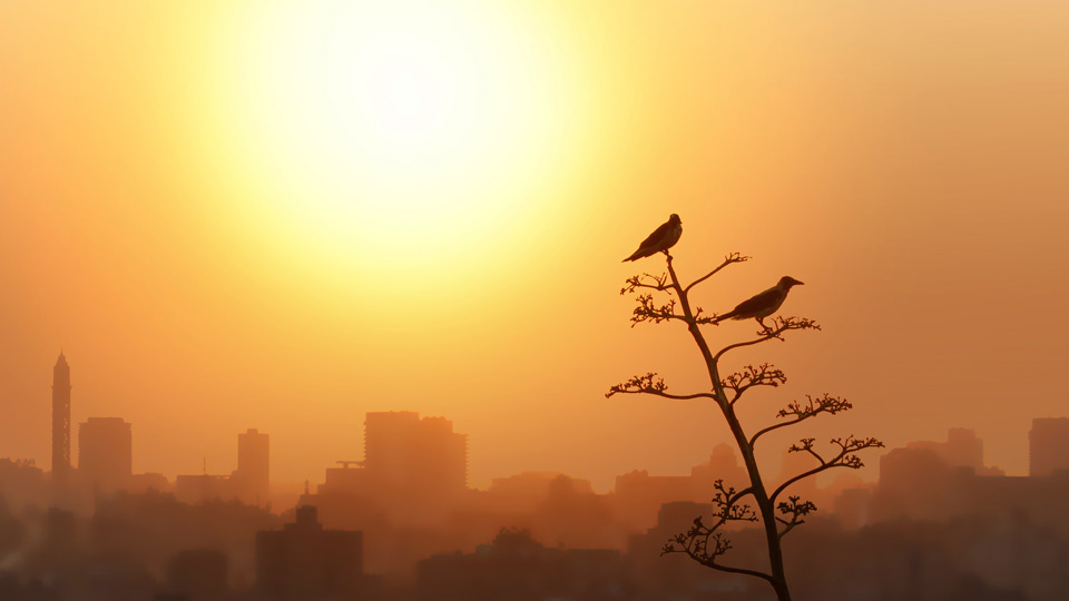 Sunset, City, Birds, Landscape